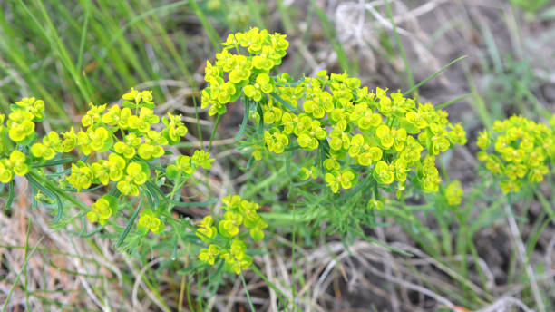 In spring, Euphorbia cyparissias blooms among herbs In the spring of wild herbs, Euphorbia cyparissias blooms cypress spurge stock pictures, royalty-free photos & images