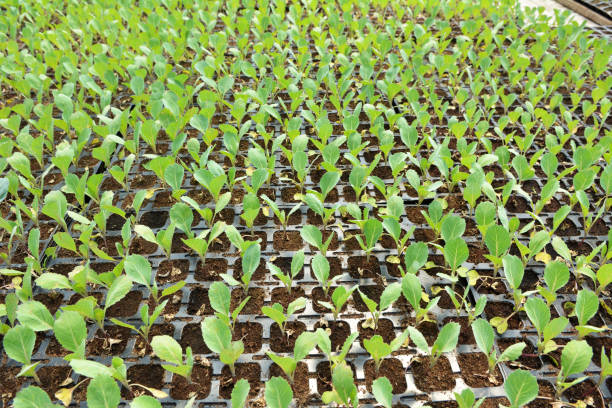 istock Seedlings of cabbage grown in plastic cassettes. 1411377704