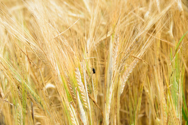 Red Lady bug on juicy fresh ears of young green wheat on  nature in spring ore summer field close-up (macro), with free space for text
