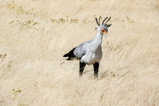 Secretary Bird at Etosha National Park in Kunene Region, Namibia