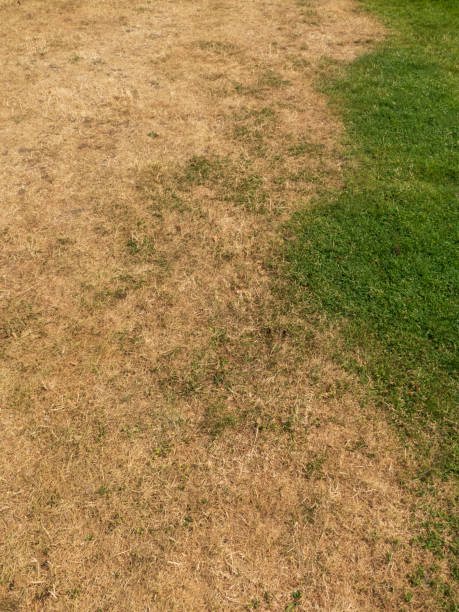 istock Scorched grass due to excessive heat 1411379074