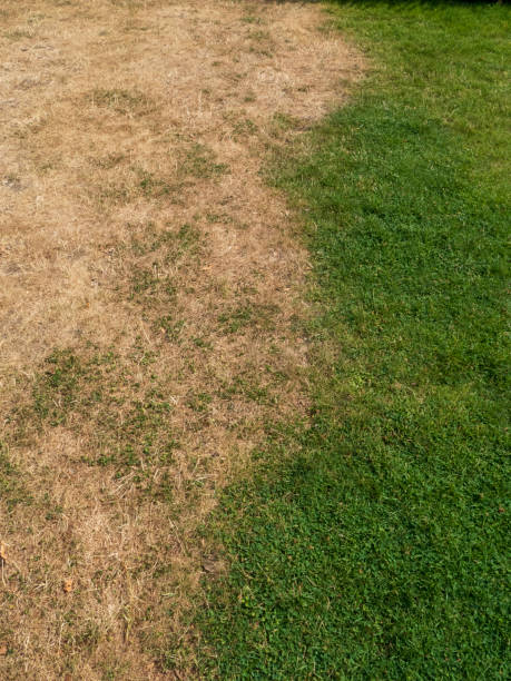 istock Scorched grass due to excessive heat 1411379084