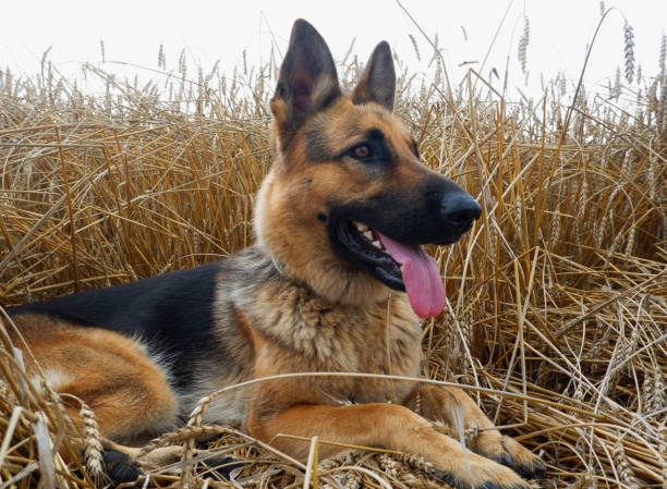 istock German shepherd posing on the background of ripe wheat spikelets 1411379193