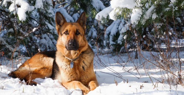 istock German shepherd dog sits for a walk in a pine forest on a sunny winter day. 1411379430