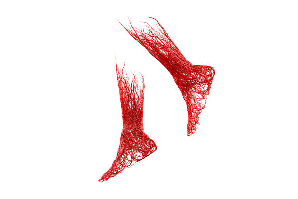 3d pied et jambe veines de sang rouge artères, aorte tricoté fond blanc emmêlé. la maladie vasculaire est les varices. système veineux de l’anatomie du pied, aspects cliniques. - artère humaine photos et images de collection