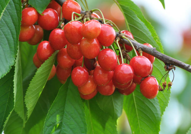 istock On a tree branch, ripe berries cherry (Prunus avium) 1411379544