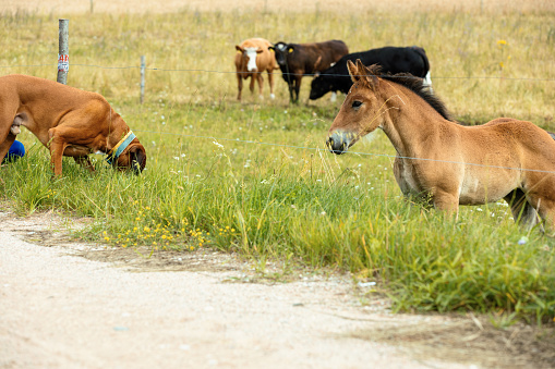 Boxer dog and a horse on a green meadow.