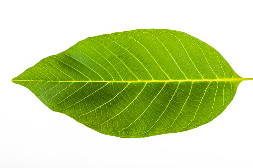 Leaf. Photo with clipping path.