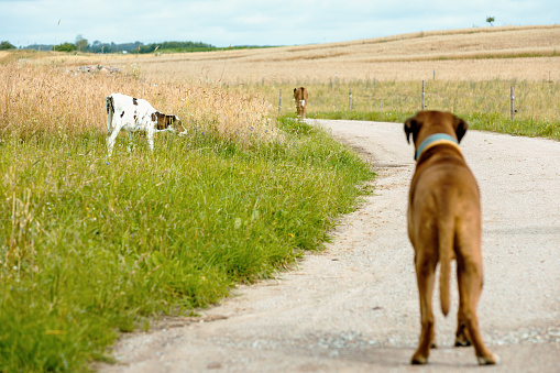 Picture of lonely  dog on the rural road.