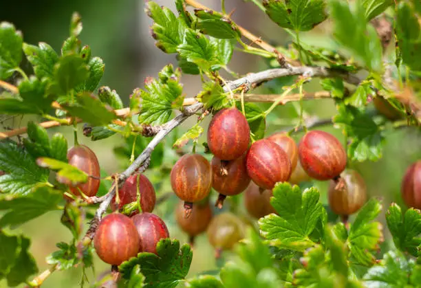 Ripe red gooseberry on a bush branch in the garden. A red gooseberry bush grows in the garden