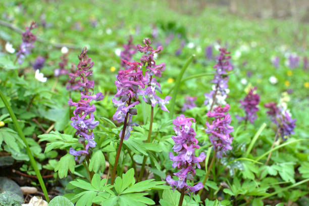 in spring, corydalis blooms in the forest - poppy purple flower close up imagens e fotografias de stock