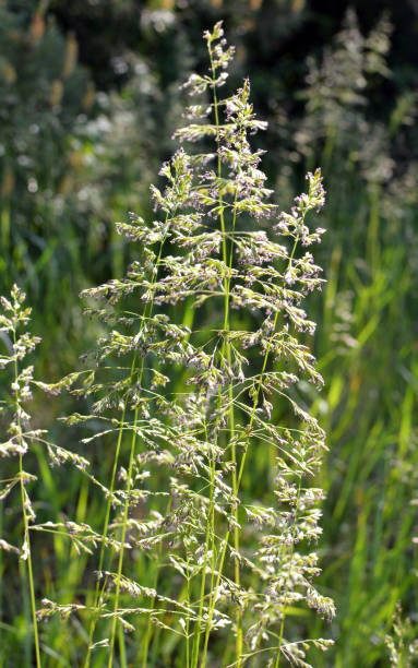 istock Poa grows in the meadow among wild grasses. 1411380985