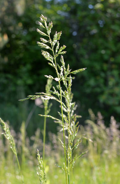 istock Poa grows in the meadow among wild grasses. 1411381087