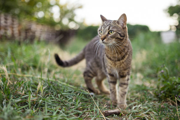 istock gray striped cat walking in nature 1411381238