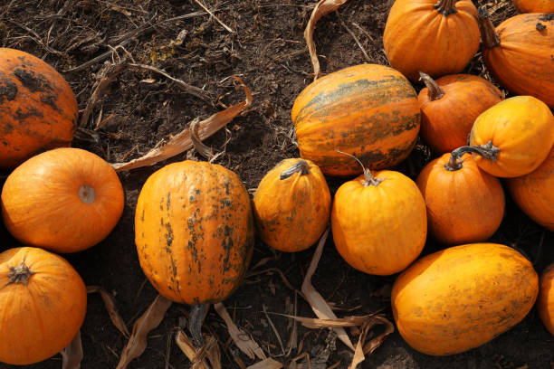 Free Stock Photo of A Large Group of Pumpkins on the Ground | Download ...