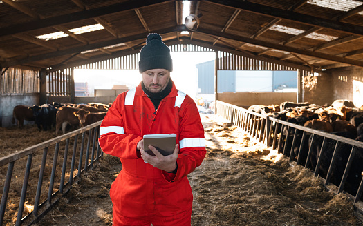 A medium three-quarter length front view of a farm owner doing tasks on his farm and looking after a herd of cows in a barn at a farm in Northumberland in the North East of England. He is using a digital tablet to check off jobs as he goes.