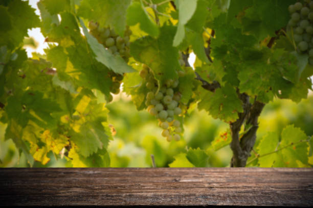 Wooden bench in vineyard - White wine grapes before harvest stock photo