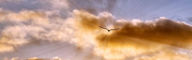 Sunset Bird Flying Inspirational Sun Ray Clouds Banner stock photo