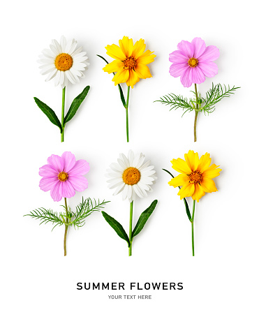 Daisy and cosmos flower creative layout. Flowers with stem and leaves pattern isolated on white background. Floral arrangement. Design element. Summertime concept. Top view, flat lay