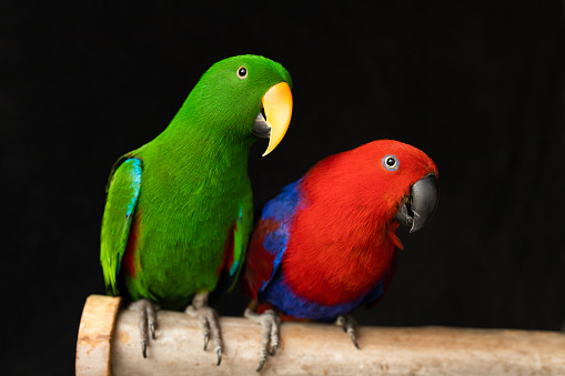 shallow depth of field photo of captive bred pet sexually dimorphic Eclectus roratus parrots sitting on a branch, one is male green eclectus parrot the other is a female red and blue eclectus parrot