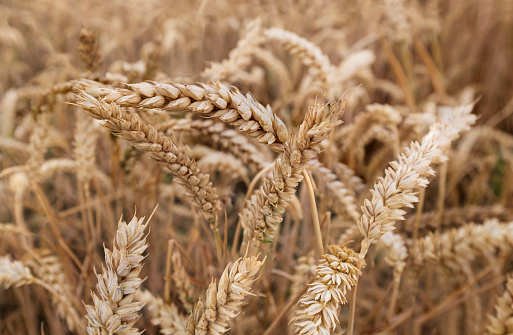 Full Frame Golden Wheat Background