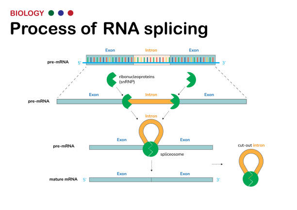 dna 전사 과정 후 mrna로부터 인트론(비코딩 영역)을 제거하기 위한 rna 스플라이싱의 생물학적 과정 제시 - splice stock illustrations