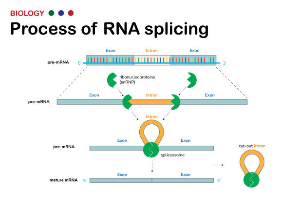 ilustrações de stock, clip art, desenhos animados e ícones de biological diagram present process of  rna splicing for remove intron (non-coding region) out from mrna after dna transcription process - splice