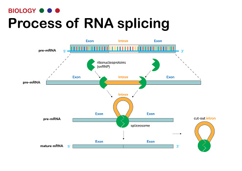 Biological diagram present process of  RNA splicing for remove intron (non-coding region) out from mRNA after DNA transcription process