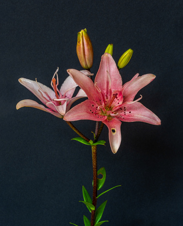 Fine art still life color macro image of a pair of wide open white pink lily blossoms with buds and stem on black paper background with detailed texture