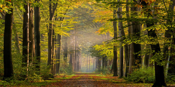 sendero arbolado en la niebla de la mañana en el bosque de colores del otoño - avenue tree fotografías e imágenes de stock