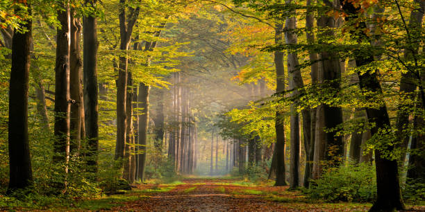 sentiero alberato nella nebbia mattutina nella foresta colorata autunnale - copertura di alberi foto e immagini stock