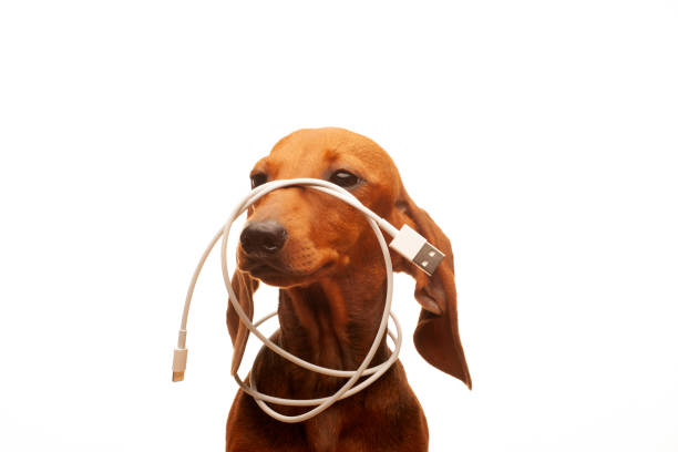 istock image of dachshund dog usb lightning charge cable white background 1411394908