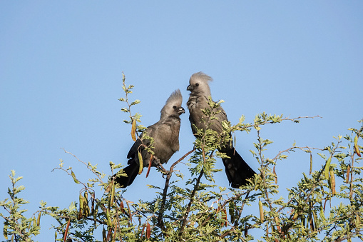 Grey go-away-bird (Corythaixoides concolor) at Etosha National Park in Kunene Region, Namibia