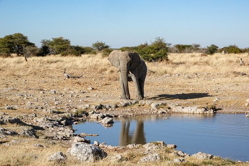 African Elephant at Klein Okevi Waterhole at Etosha National Park in Kunene Region, Namibia