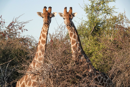Masai giraffe in Mikomazi national park in Tanzania