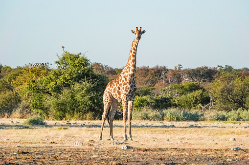 Giraffe head with curious chewing look isolated on white background with copy space