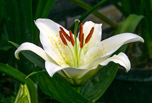 water lily in the pond