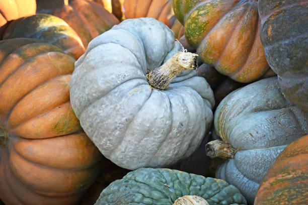 istock Large gray colored 'Jarrahdale' pumpkin 1411397902