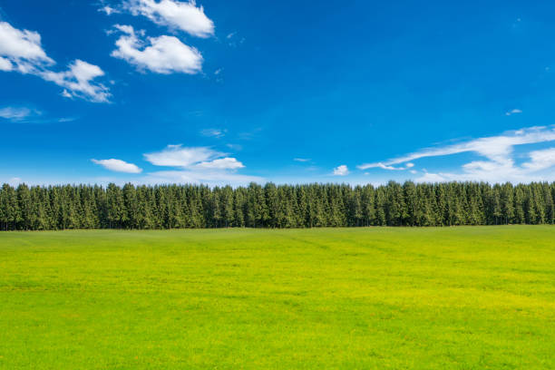 пейзаж с фоном сосновых лесов - striped farm asia backdrop стоковые фото и изображения