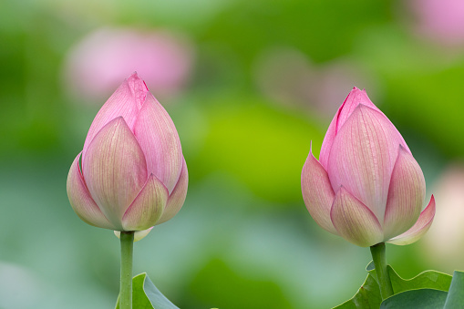 Lotus bud