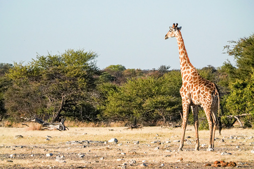 Angolan Giraffe at Etosha National Park in Kunene Region, Namibia