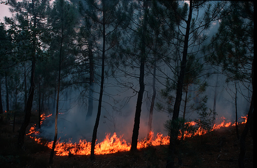 Incendio en un bosque de pinos photo