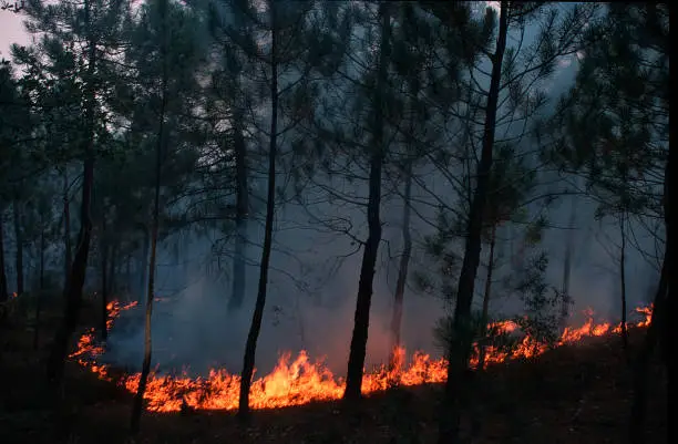 Pine forest burning