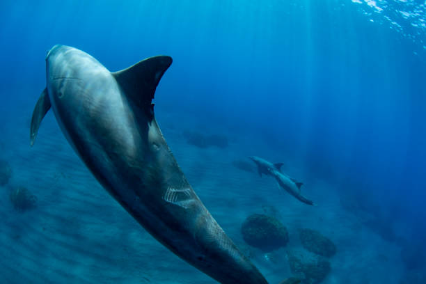 istock underwater photography of dolphins 1411401053