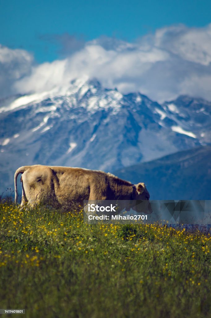 Braunvieh - Brown cattle Brown cow breed found enjoying on European Alps, In Italy - Dolomites. The picture was taken at Kronplatz Milk Stock Photo