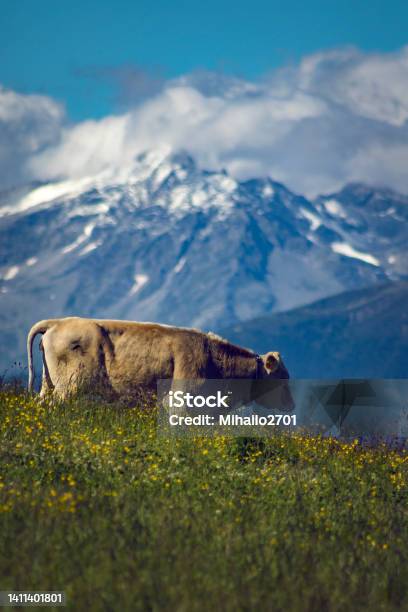 Braunvieh Brown Cattle Stock Photo - Download Image Now - Milk, Swiss Cattle, Switzerland