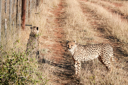 Cheetah in the African savannah. Africa, Tanzania, Serengeti National Park. Banner design. Wild life of Africa.