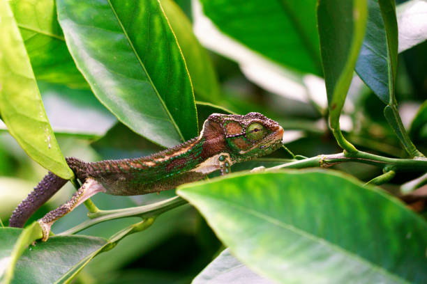 istock chameleon in a tree with rich green leaves 1411403831