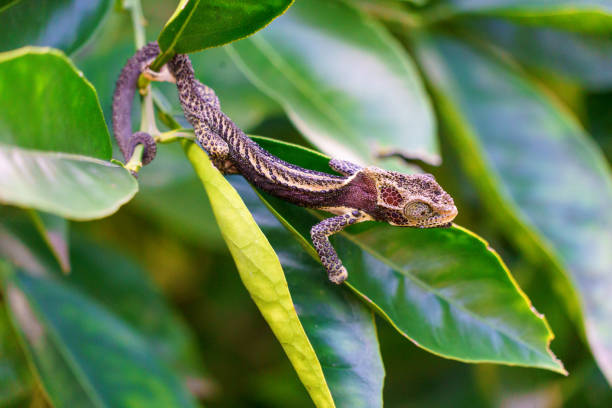 istock dark chameleon in a tree with rich green leaves 1411403834