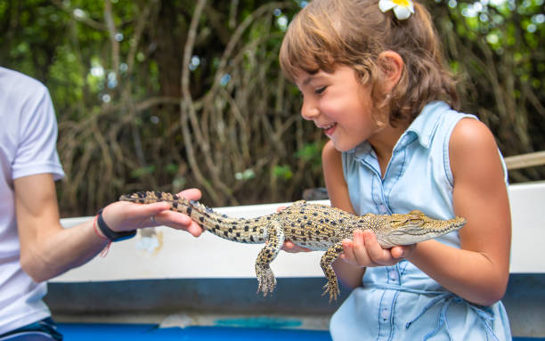 istock Smiling Girl Holding Alligator By Man 1411403991